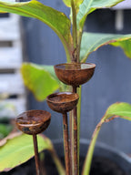 Small Rain Catcher Trio