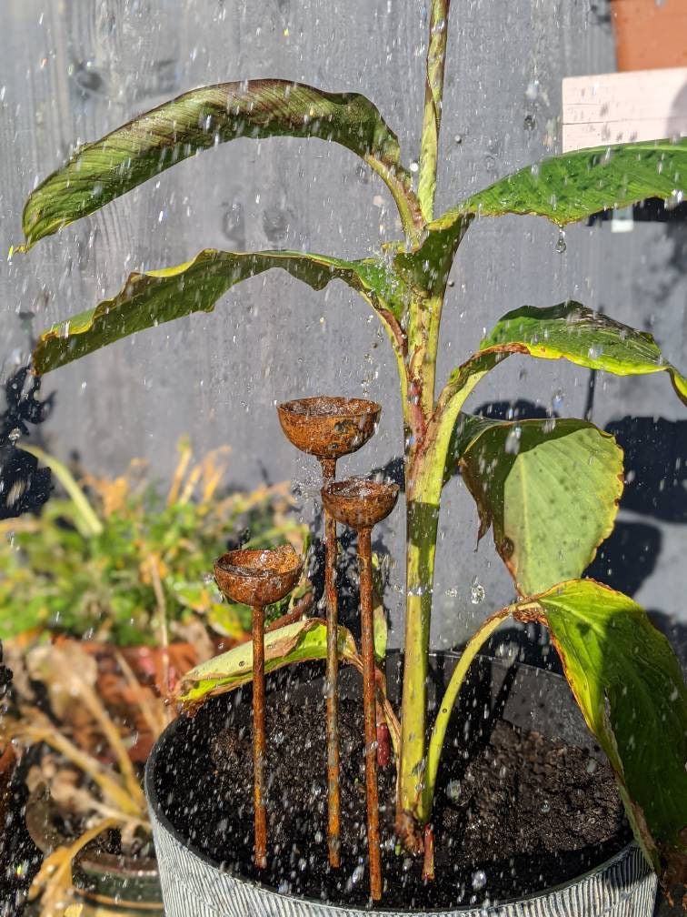 Small Rain Catcher Trio